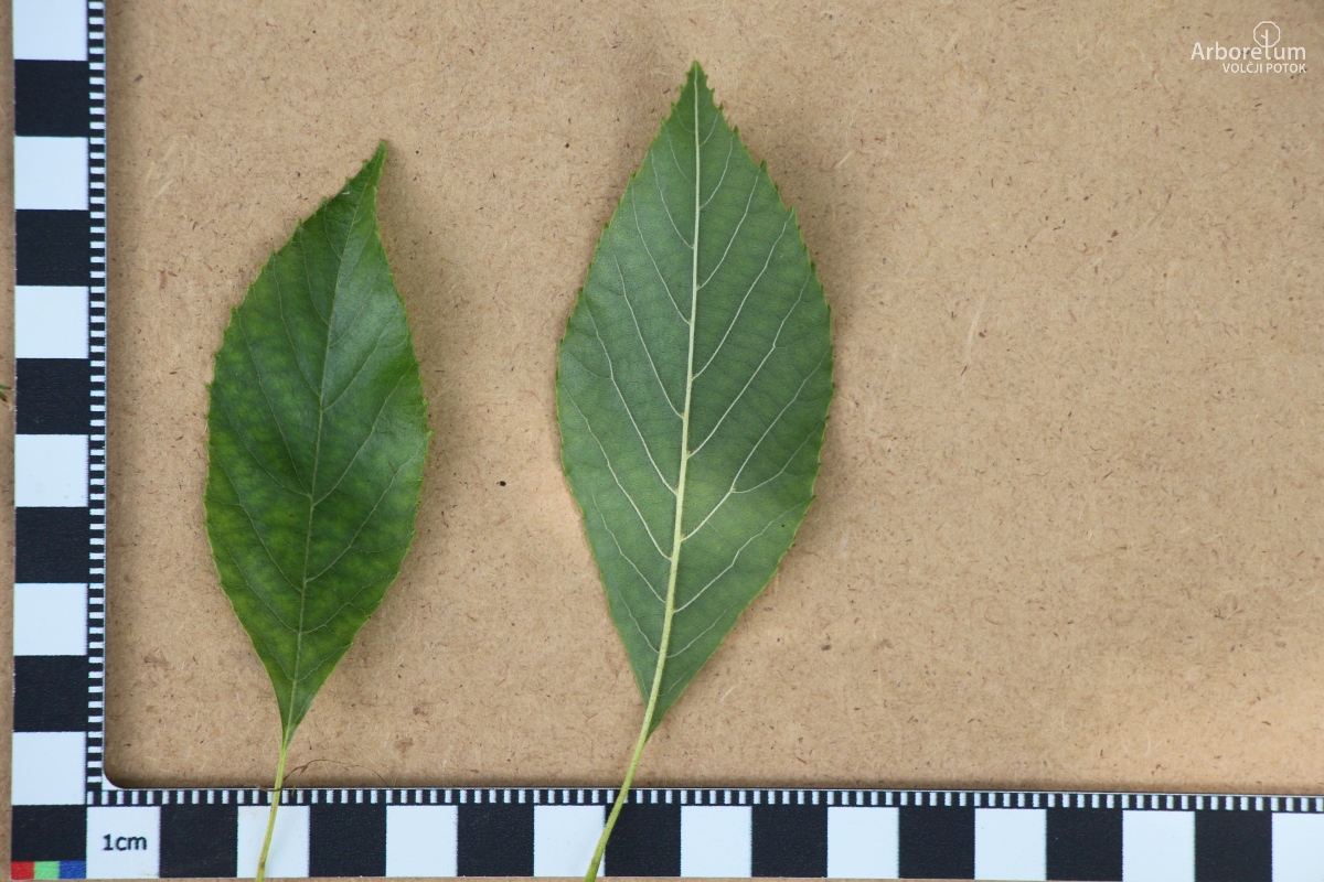 L-8-64_Alnus japonica_l5