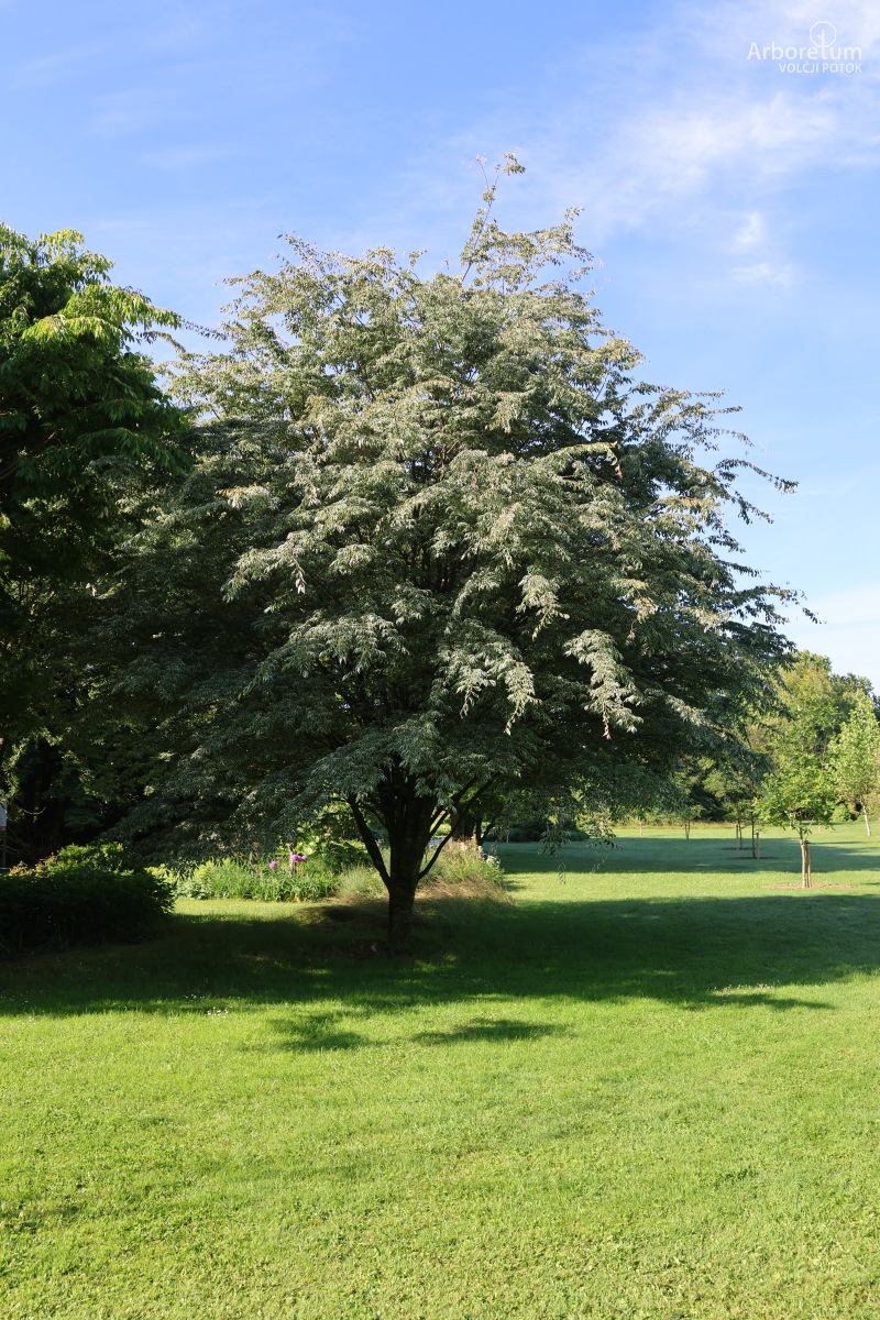 Japonska zelkova 'Variegata' - Arboretum