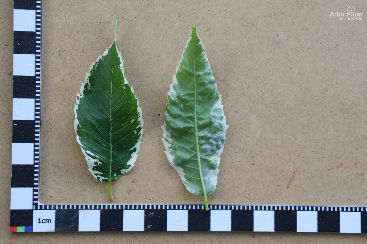 L-8-80_Zelkova serrata ‘Variegata’_l5