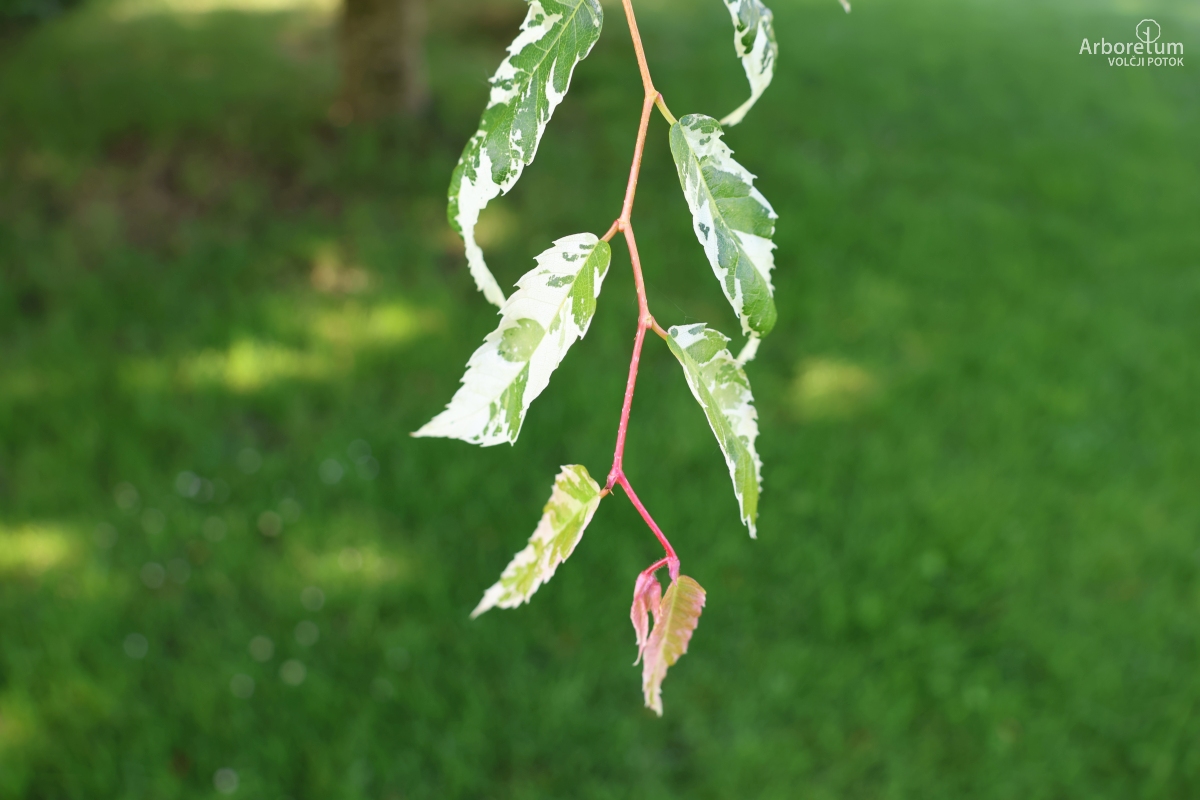 L-8-80_Zelkova serrata ‘Variegata’_v