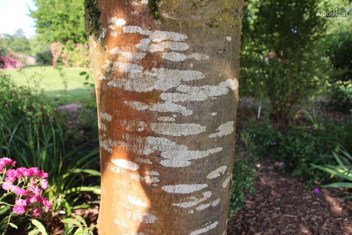 L-8-87_Carpinus betulus ‘Purpurea’_d2