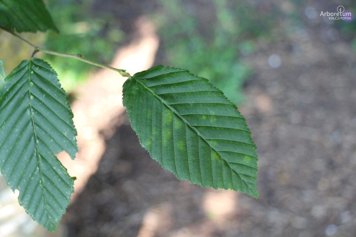 L-8-87_Carpinus betulus ‘Purpurea’_l2