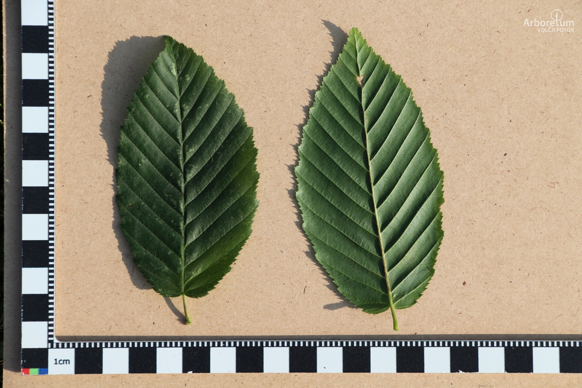 L-8-87_Carpinus betulus ‘Purpurea’_l5