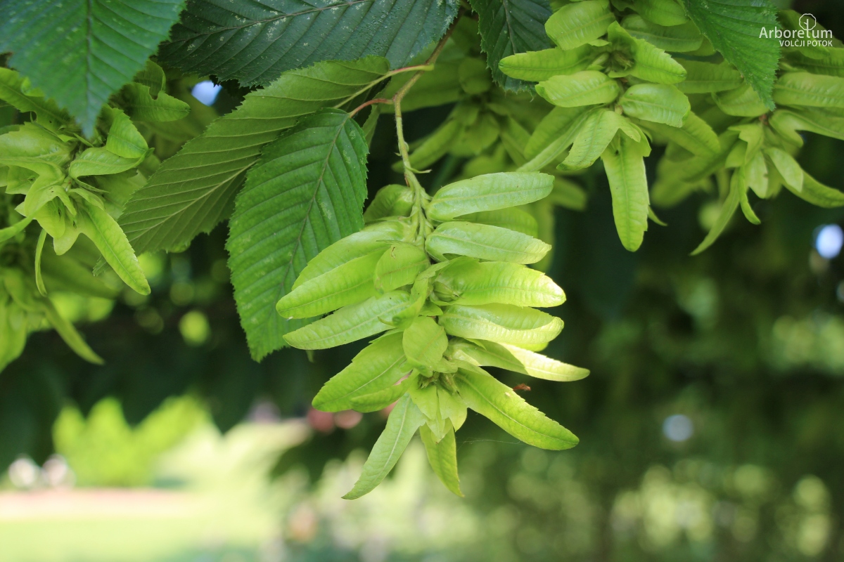 L-8-87_Carpinus betulus ‘Purpurea’_p