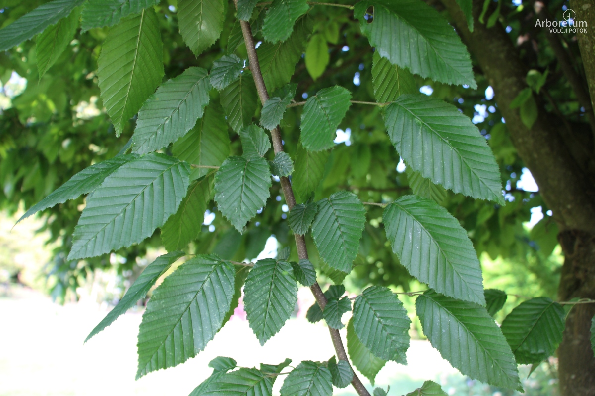 L-8-87_Carpinus betulus ‘Purpurea’_v2