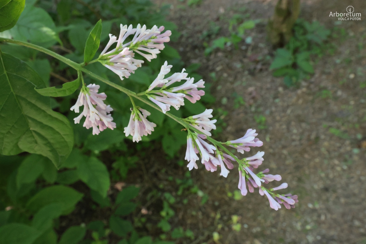 L-9-34_Syringa komarowii_c