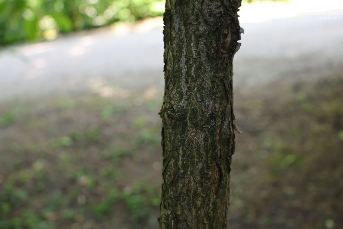 L-9-34_Syringa komarowii_d