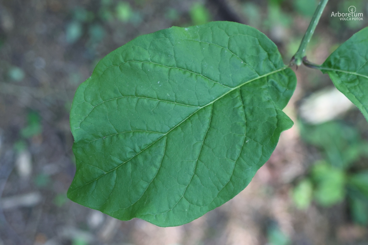 L-9-34_Syringa komarowii_l