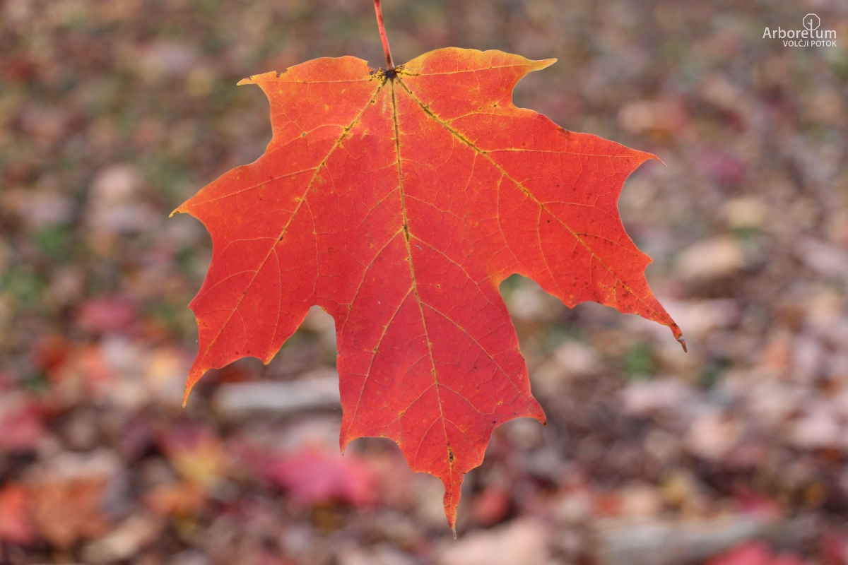 M-1-24_Acer saccharum_l7