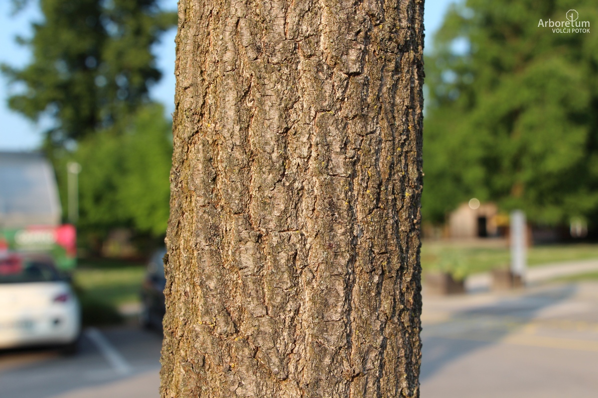 M-3-39_Quercus robur ‘Fastigiata’_d