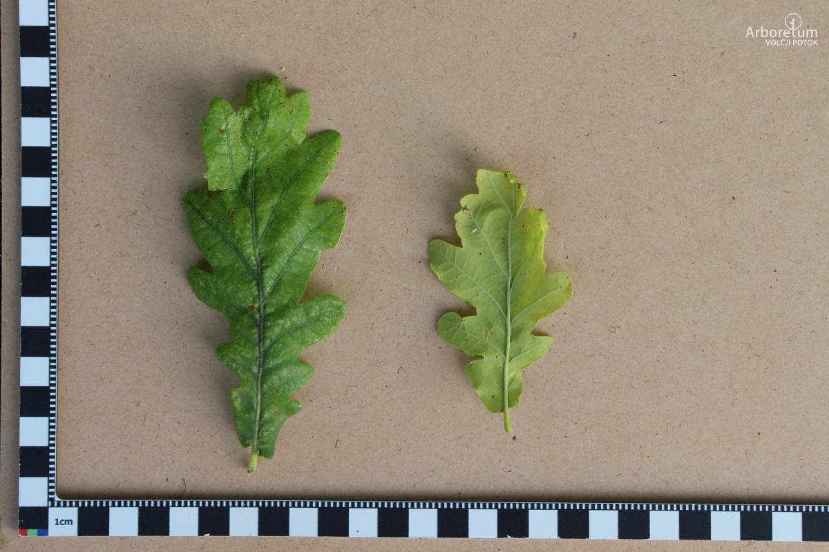 M-3-39_Quercus robur ‘Fastigiata’_l5