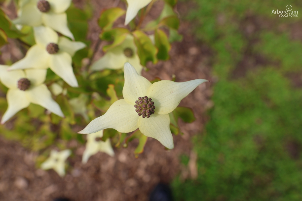 N-1-11_Cornus kousa ‘Milky Way’_c