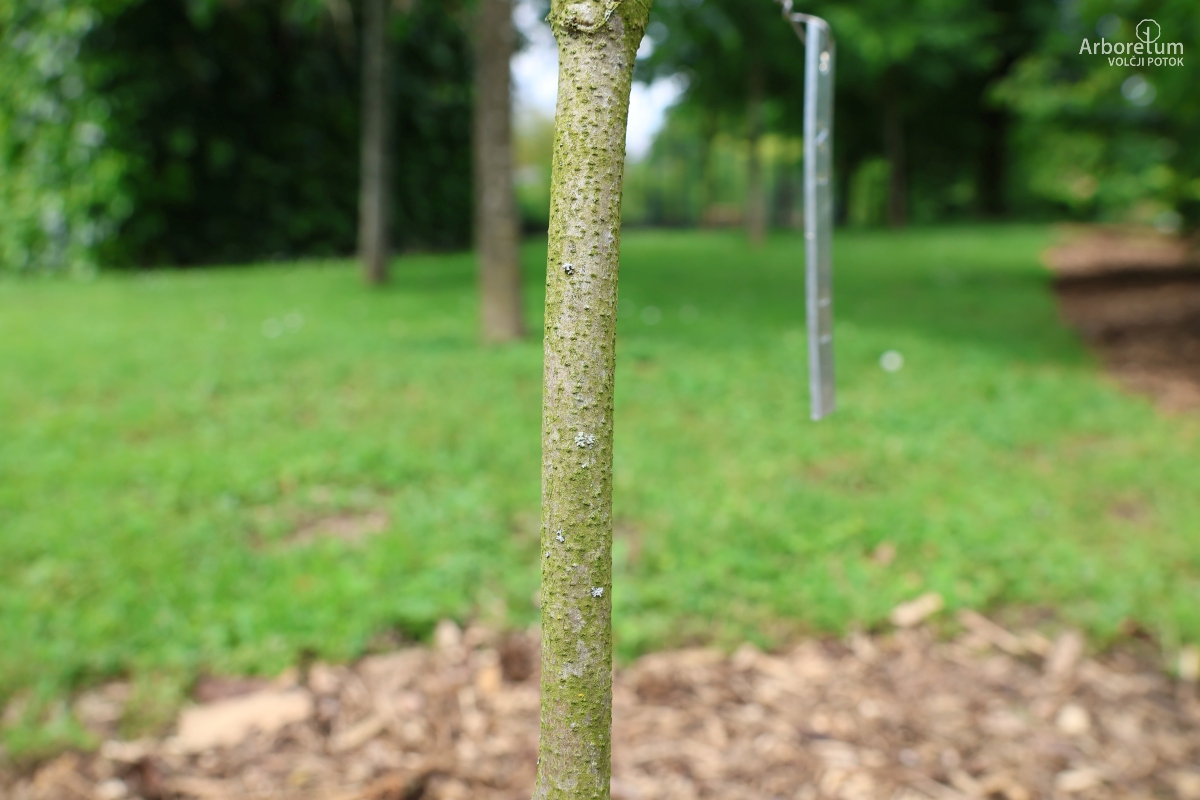 N-1-11_Cornus kousa ‘Milky Way’_d
