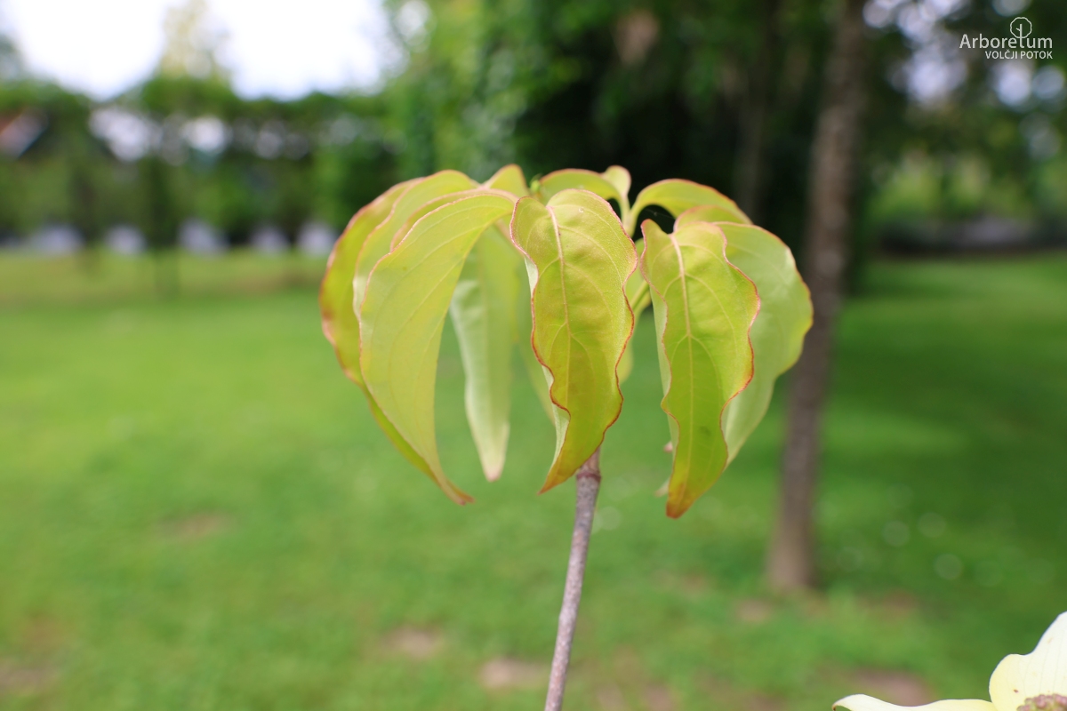 N-1-11_Cornus kousa ‘Milky Way’_l