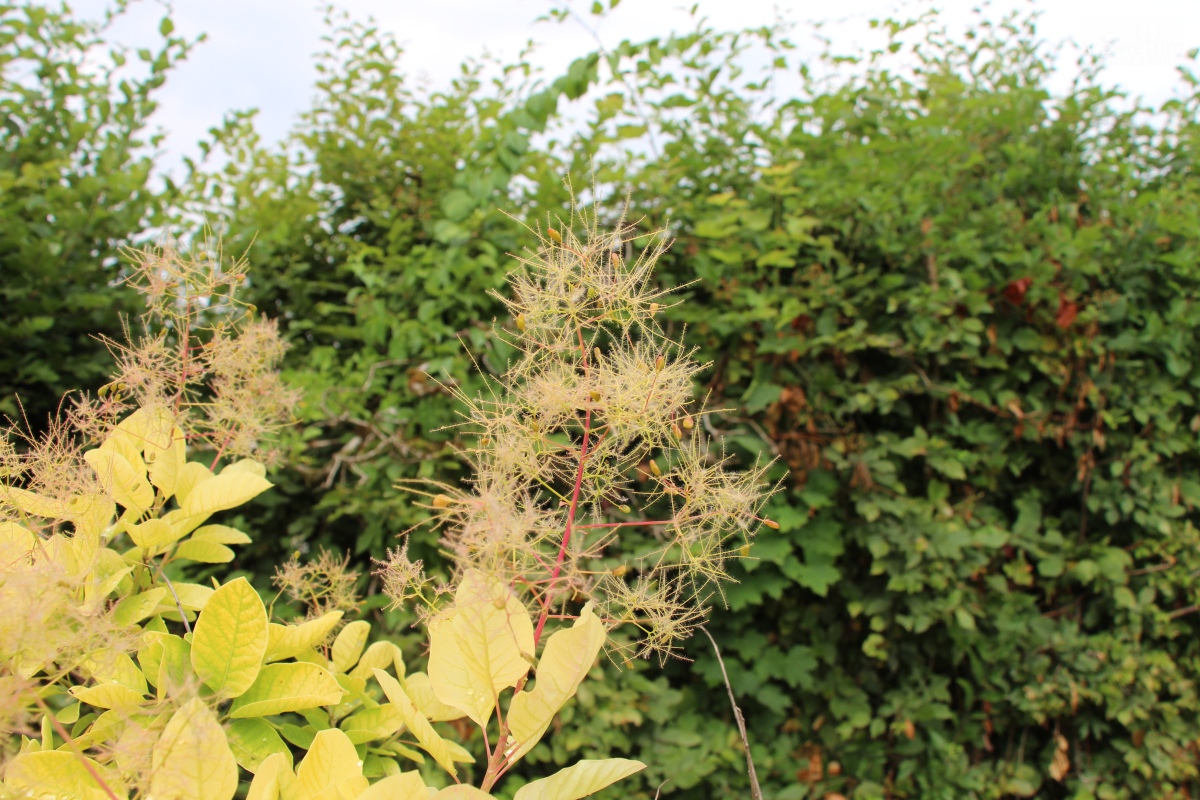 N-5-22_Cotinus coggygria ‘Golden Spirit’_c
