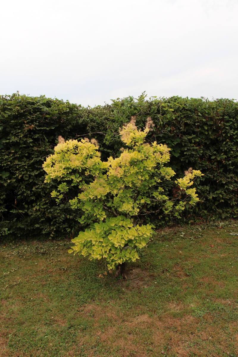Navadni ruj 'Golden Spirit' - Arboretum