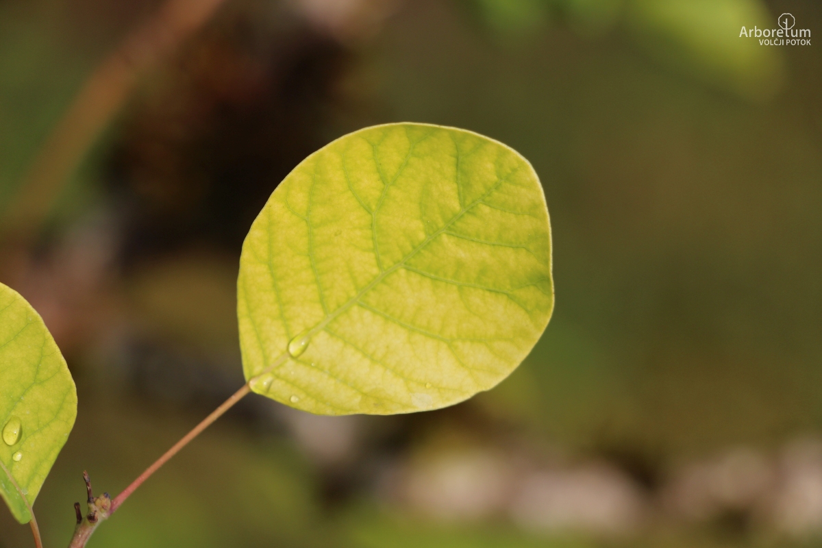 N-5-22_Cotinus coggygria ‘Golden Spirit’_l
