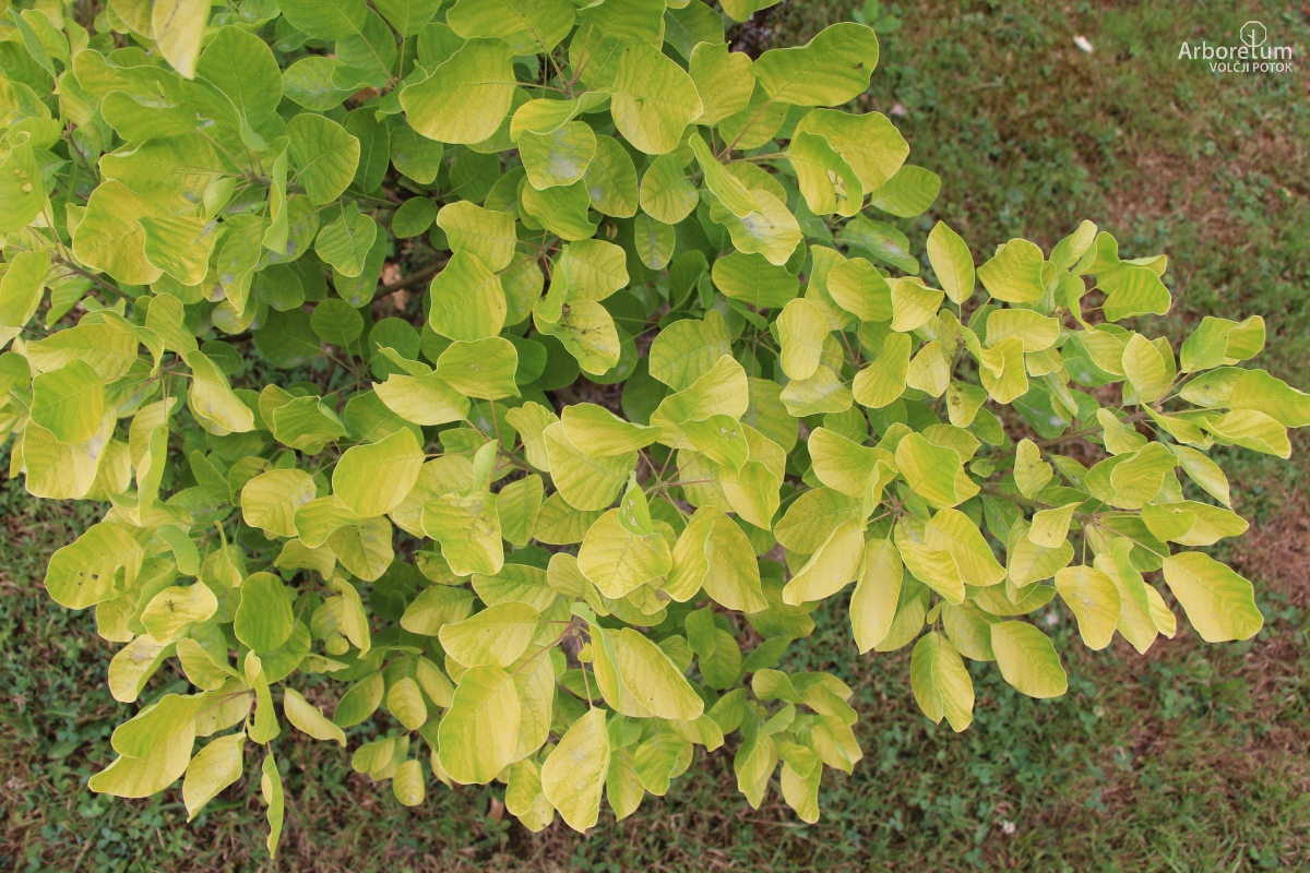 N-5-22_Cotinus coggygria ‘Golden Spirit’_v