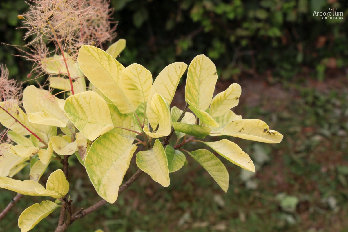 N-5-22_Cotinus coggygria ‘Golden Spirit’_v2