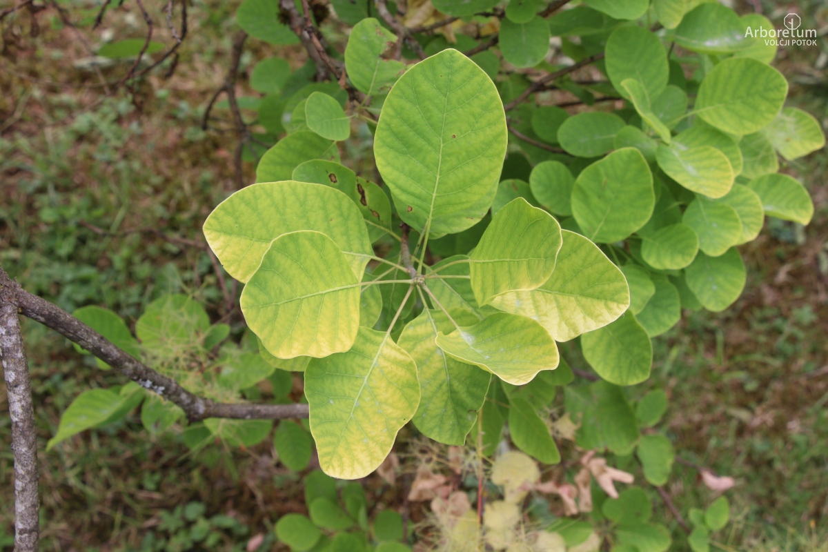 N-5-22_Cotinus coggygria ‘Golden Spirit’_v3