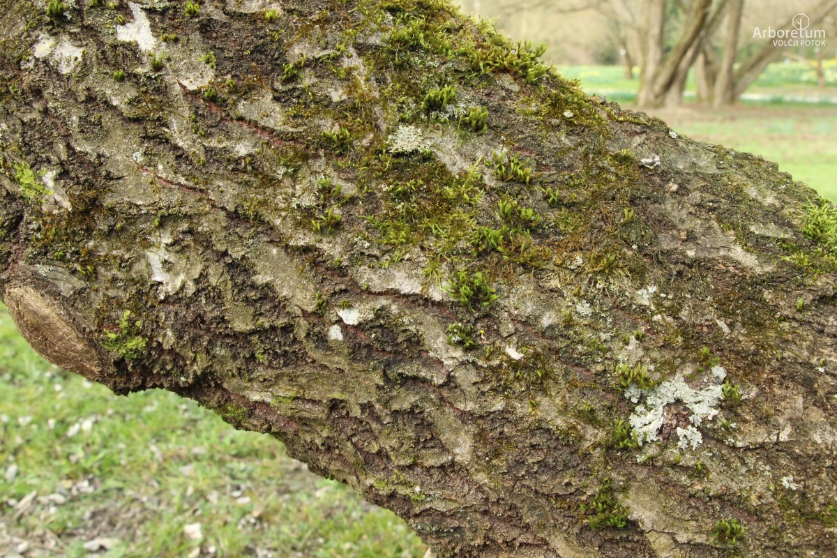 Z-1-4_Populus alba ‘Richardii’_d4