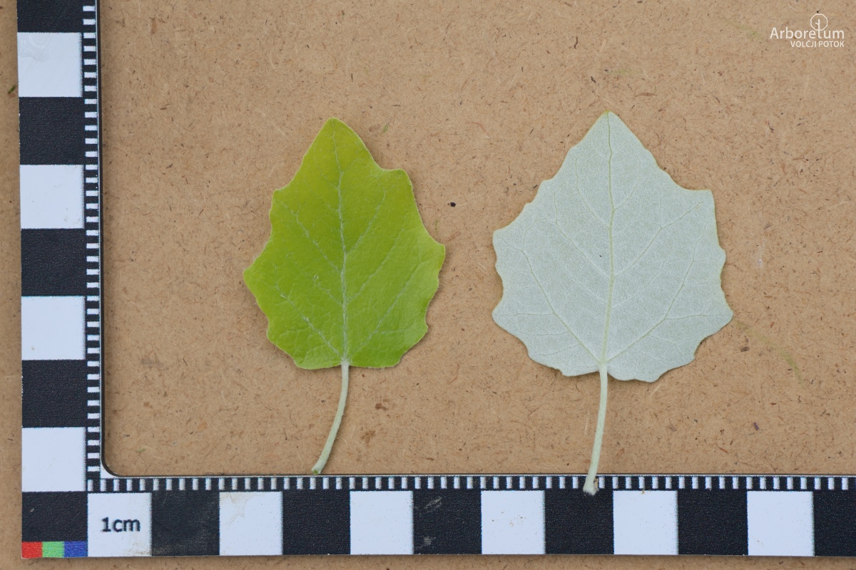 Z-1-4_Populus alba ‘Richardii’_l5