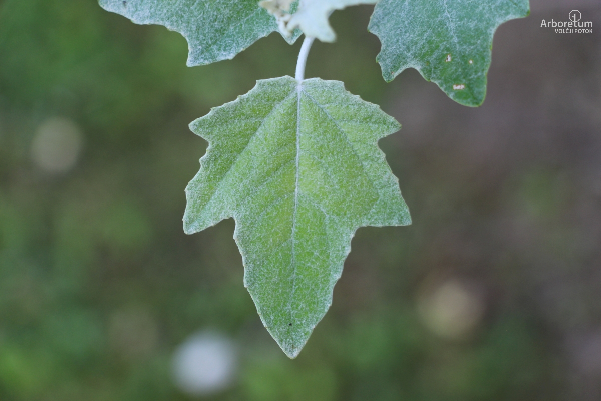 Z-1-4_Populus alba ‘Richardii’_l6