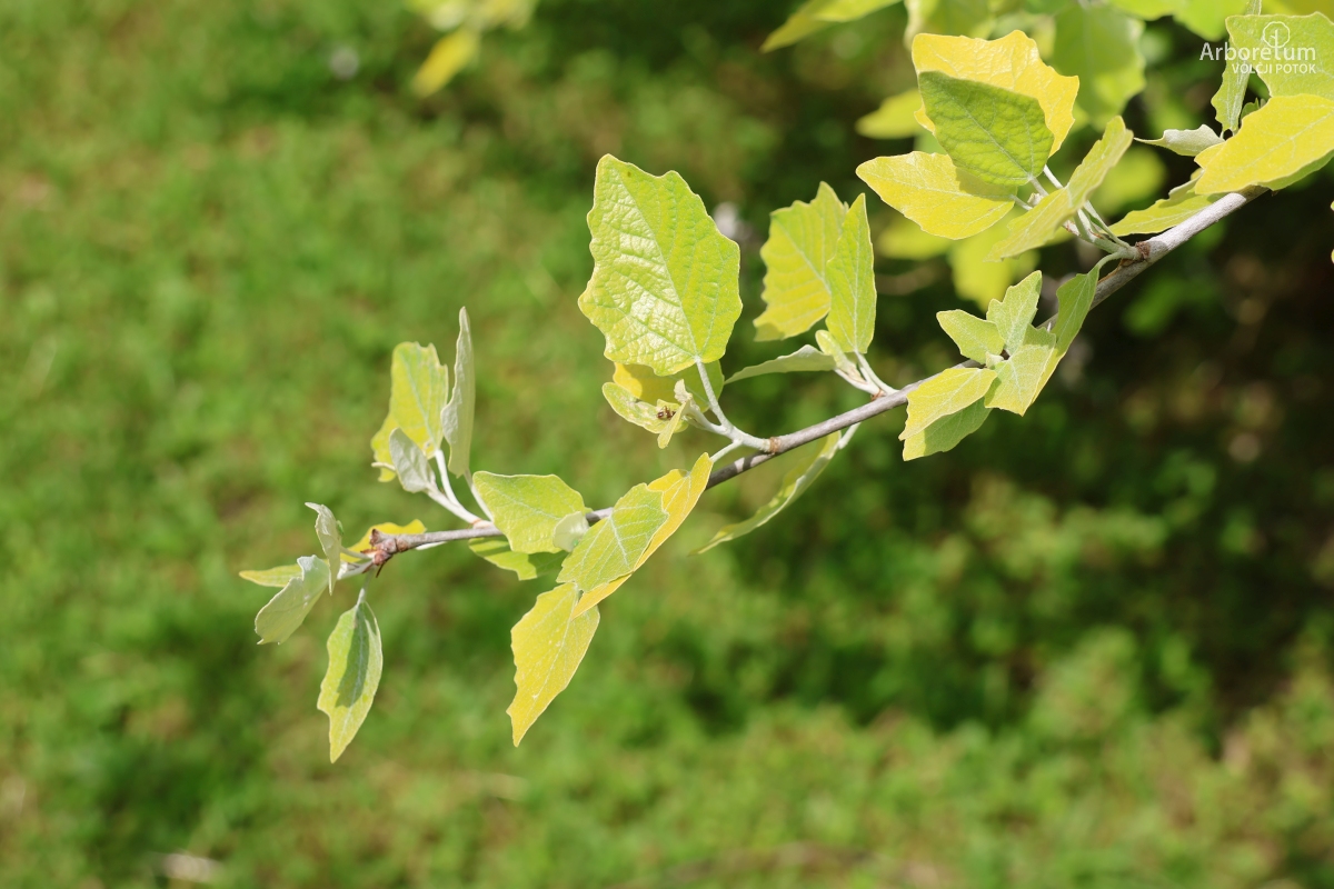 Z-1-4_Populus alba ‘Richardii’_v
