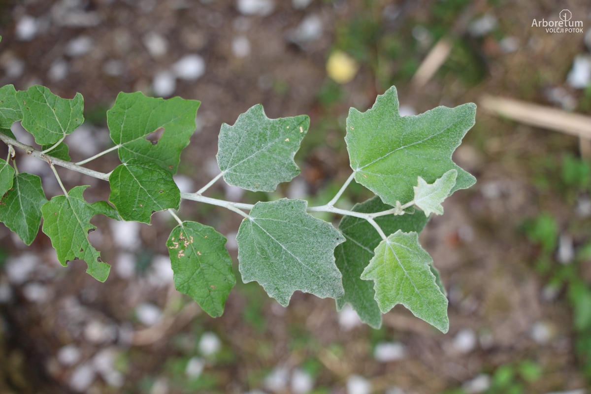 Z-1-4_Populus alba ‘Richardii’_v2