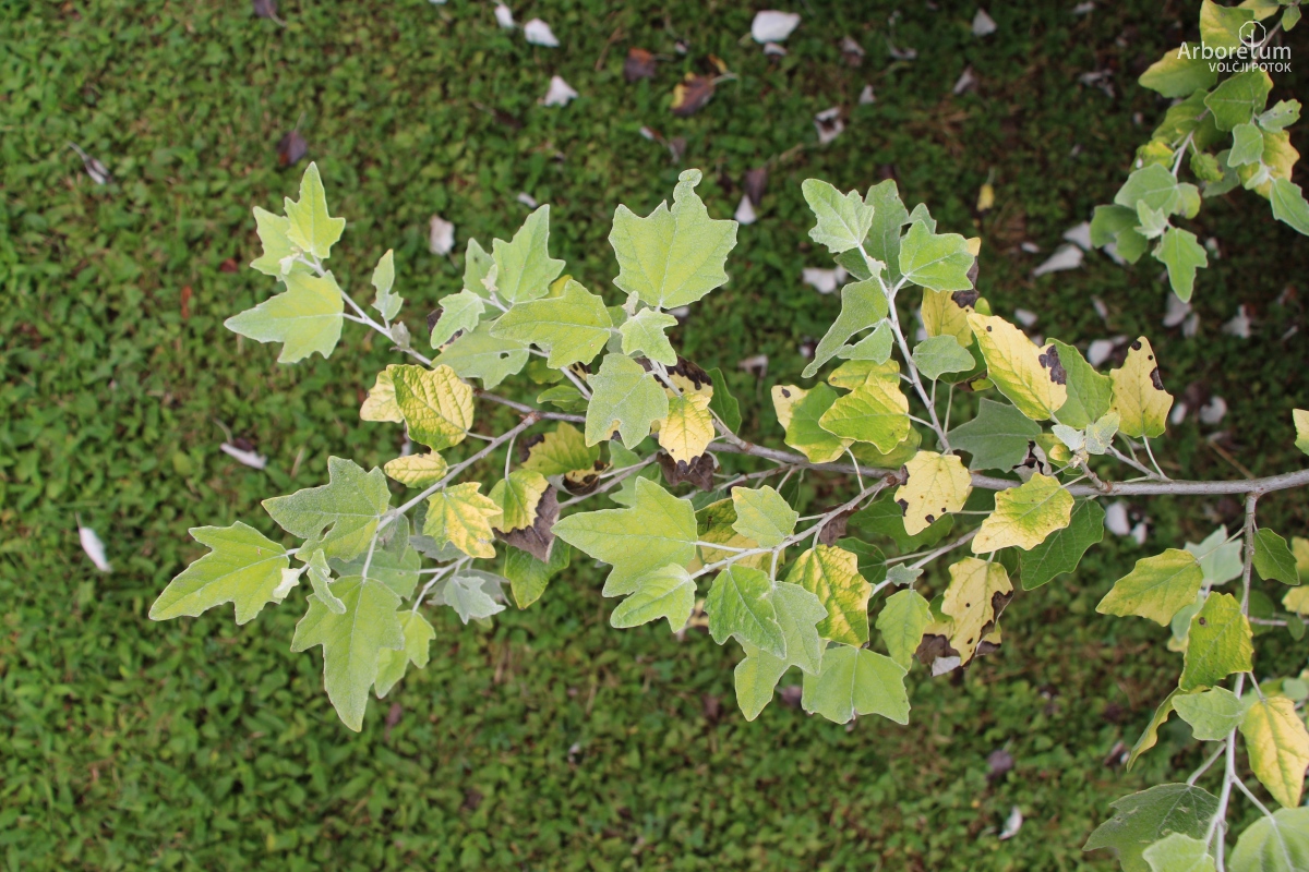 Z-1-4_Populus alba ‘Richardii’_v3
