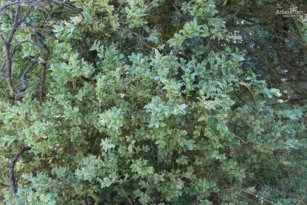 A-5-50_Buxus sempervirens ‘Elegantissima’_v