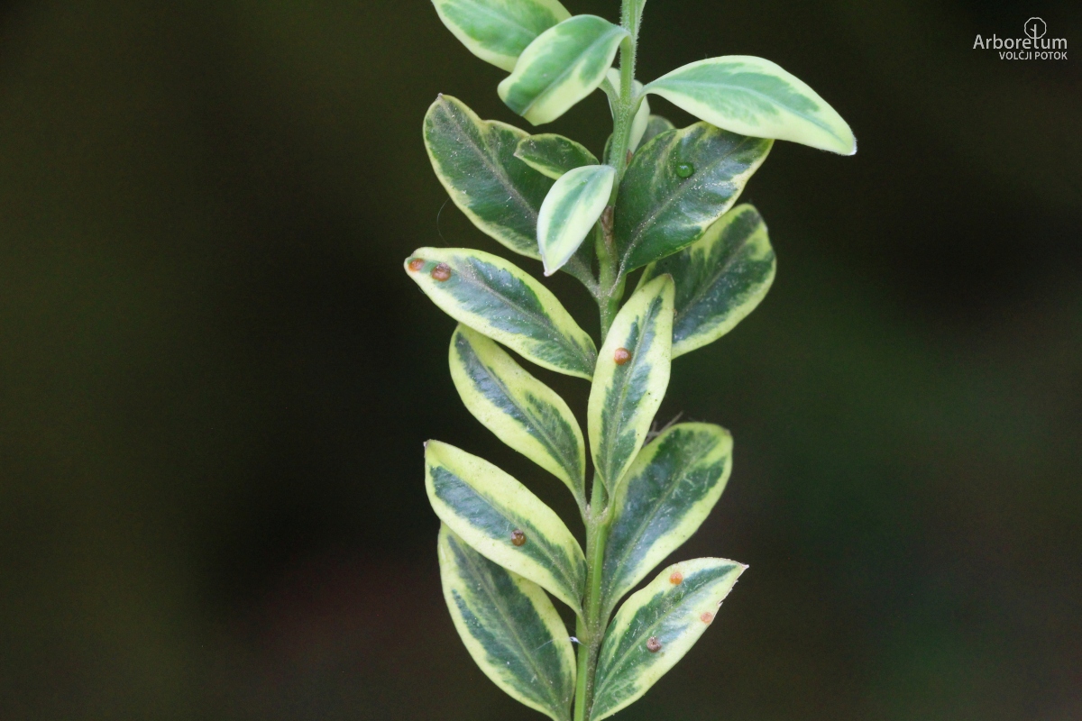 A-5-50_Buxus sempervirens ‘Elegantissima’_v10