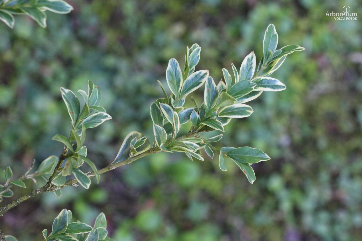 A-5-50_Buxus sempervirens ‘Elegantissima’_v2