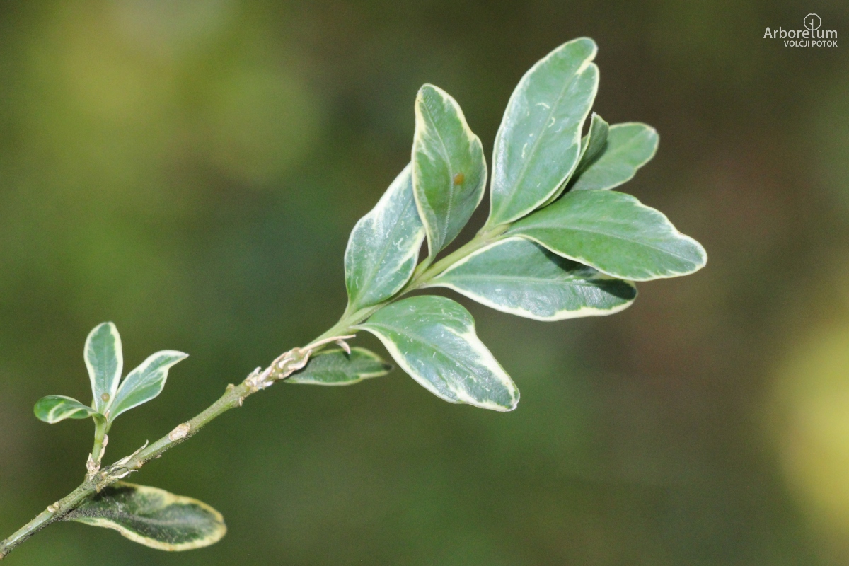 A-5-50_Buxus sempervirens ‘Elegantissima’_v3