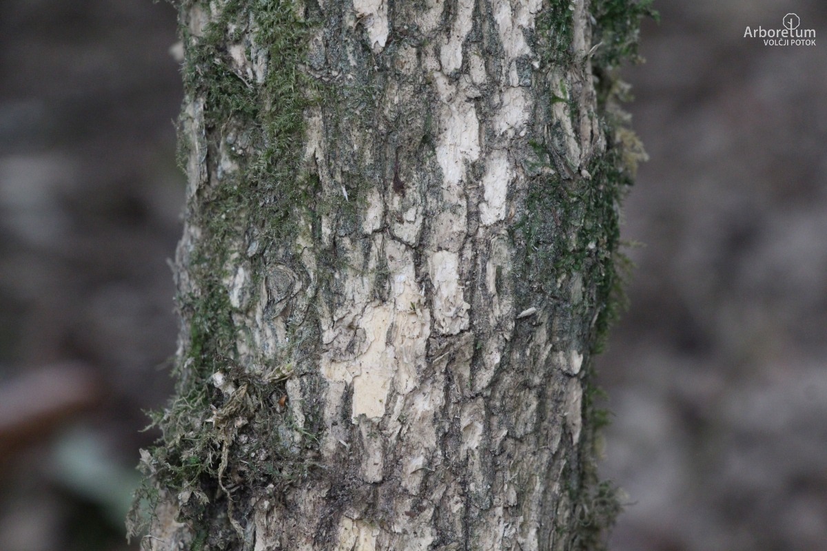 A-5-69_Buxus sempervirens ‘Elegantissima’_d