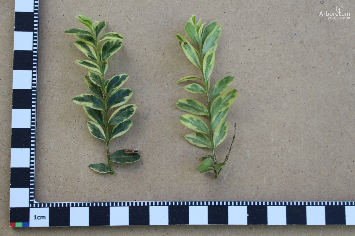 A-6-25_Buxus sempervirens ‘Elegantissima’_v10_april