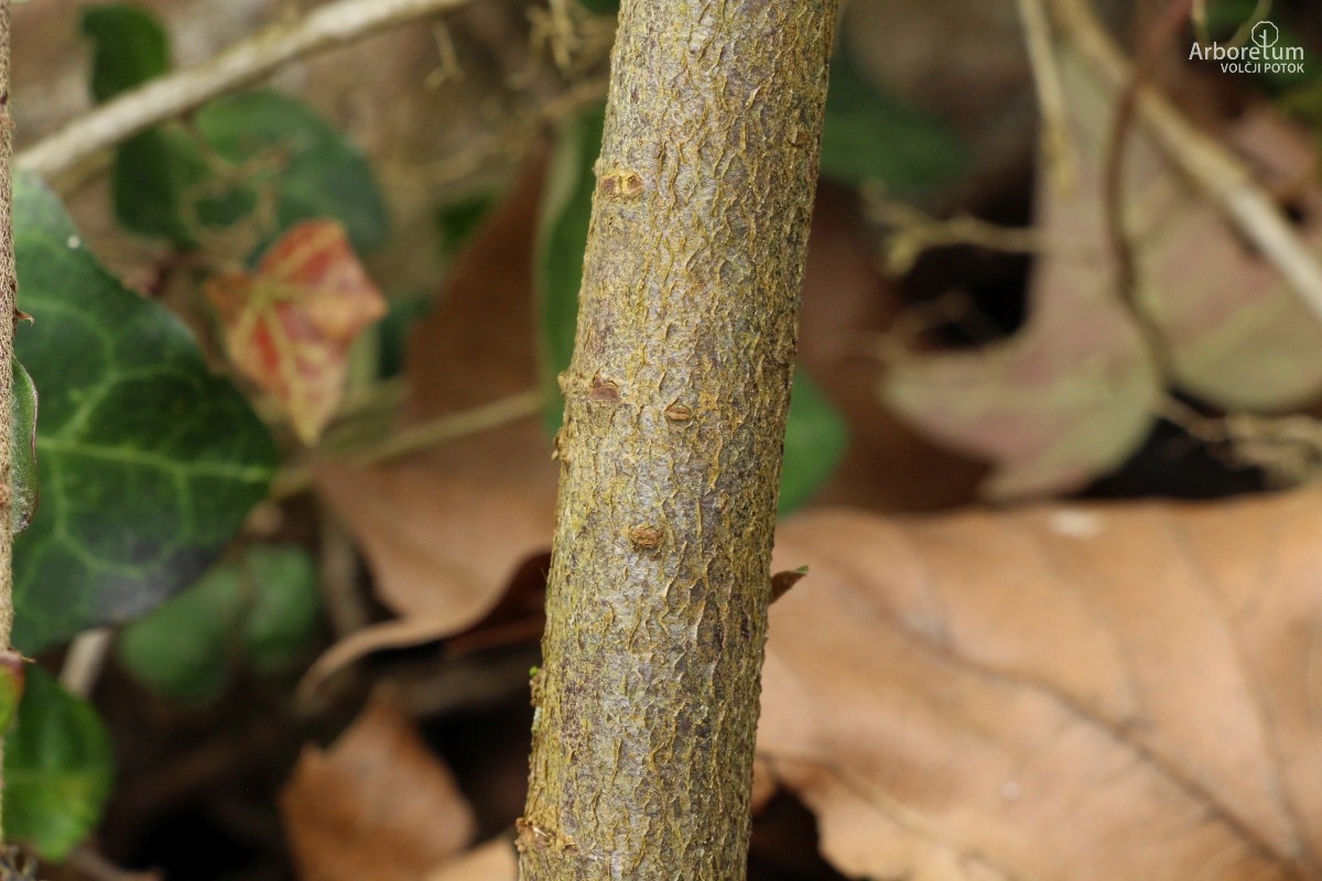 B-1-137_Cotoneaster horizontalis_d4