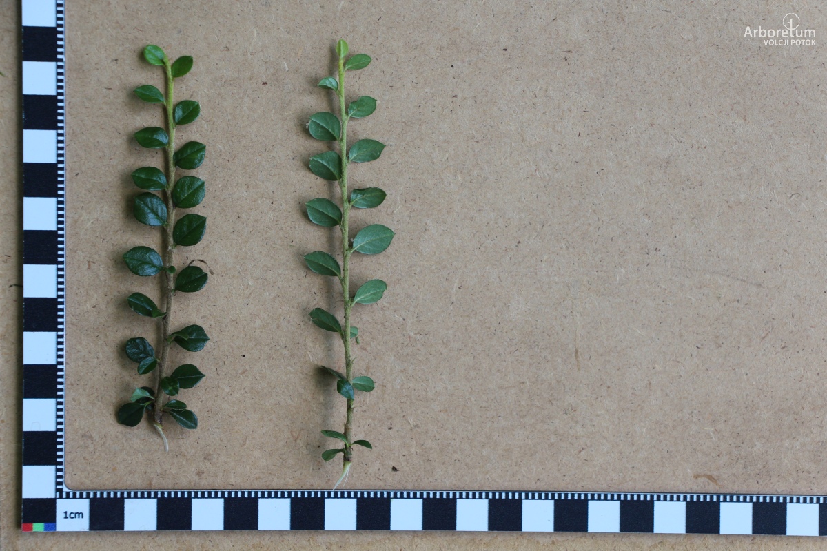 B-1-137_Cotoneaster horizontalis_l5
