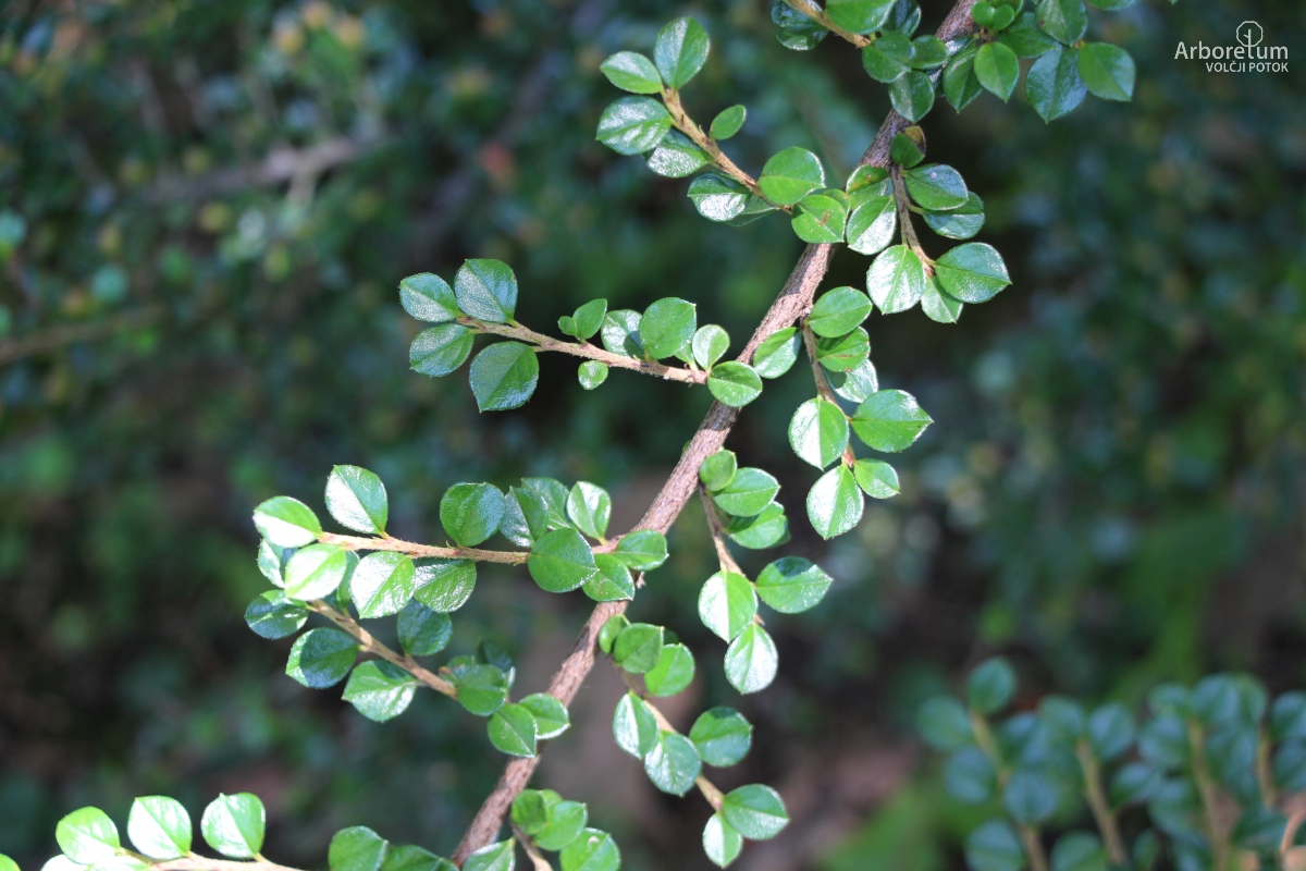 B-1-137_Cotoneaster horizontalis_v