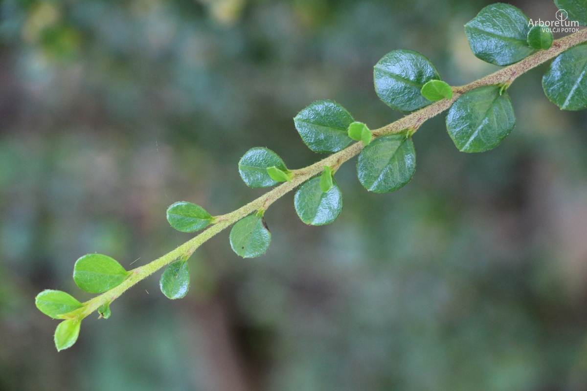 B-1-137_Cotoneaster horizontalis_v2