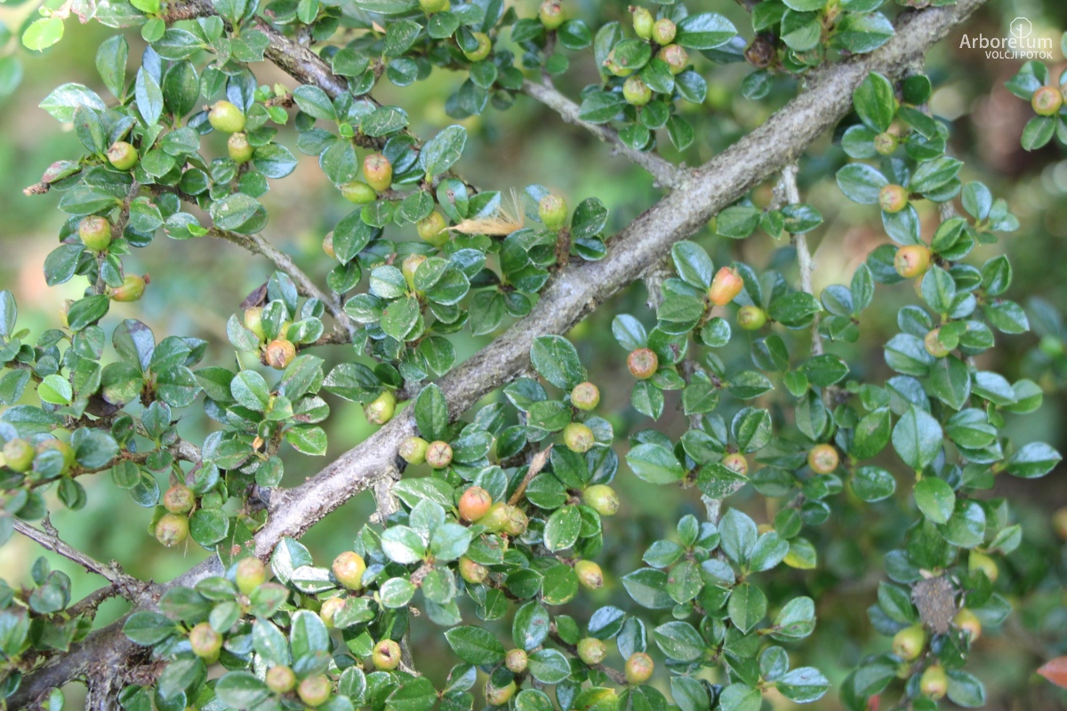 B-1-137_Cotoneaster horizontalis_v3
