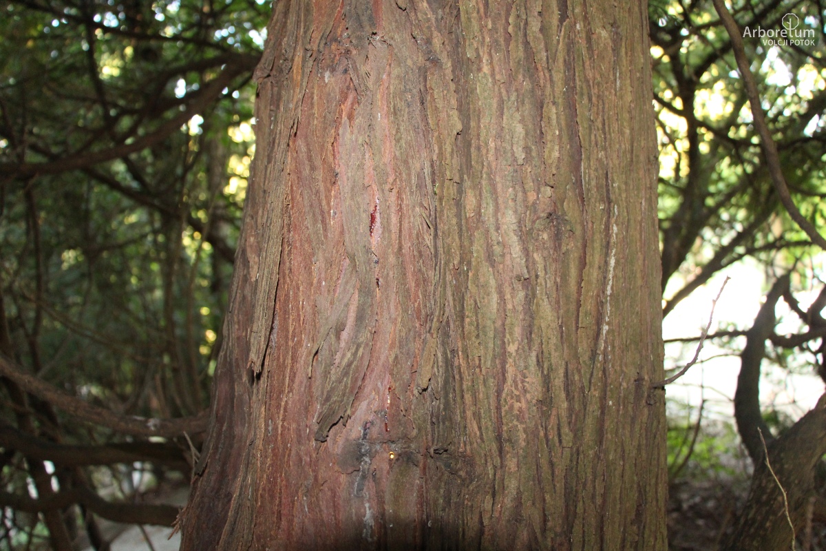 B-1-2_Thuja plicata_d