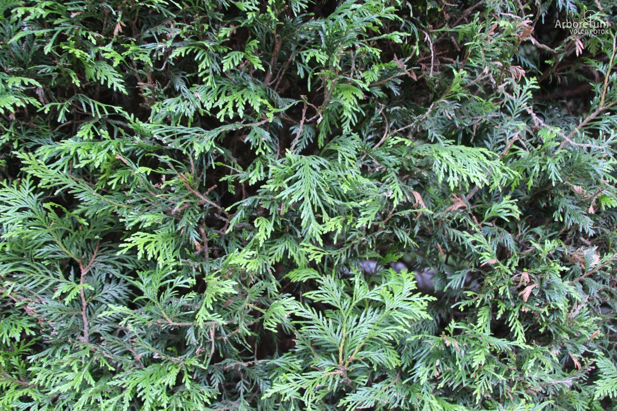 B-1-2_Thuja plicata_v