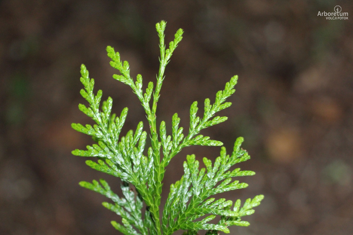B-1-2_Thuja plicata_v2