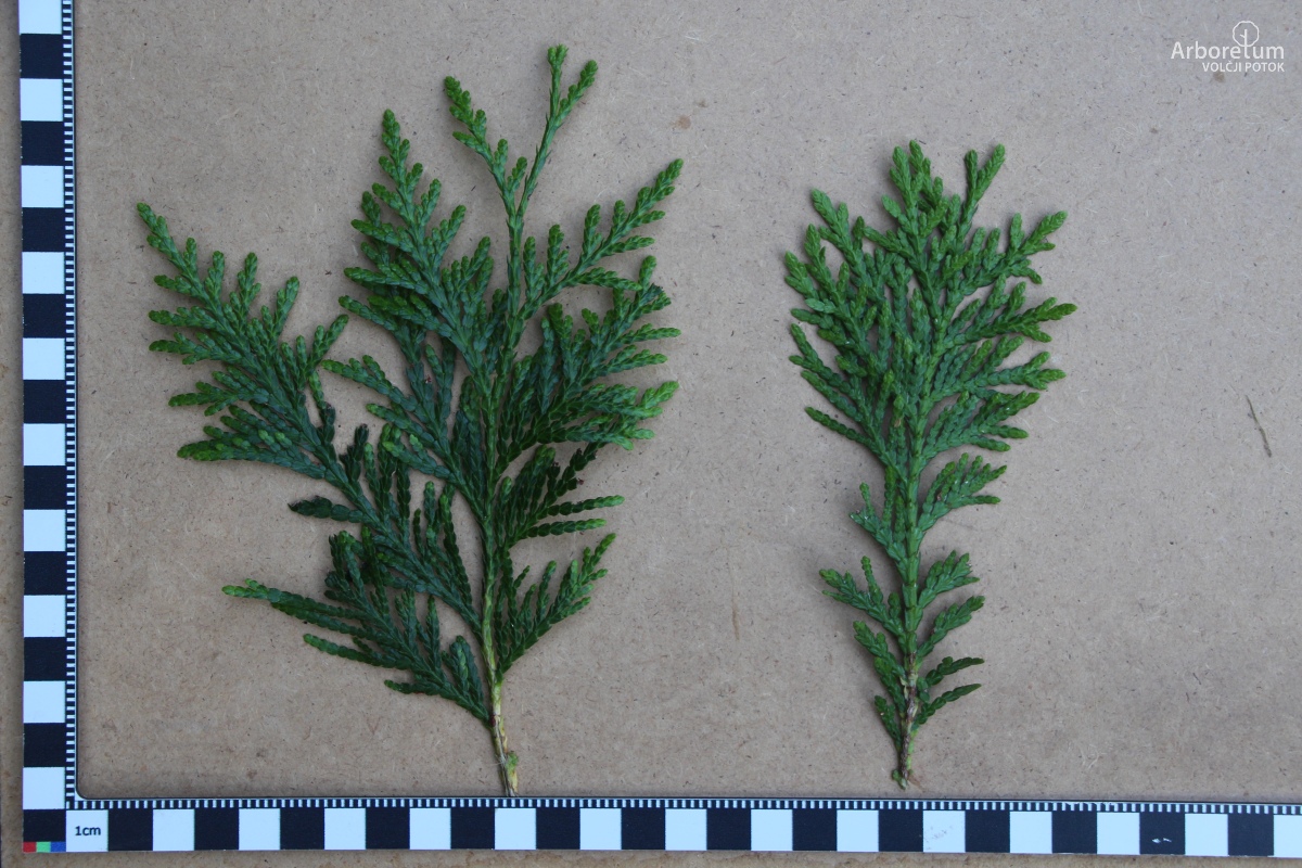 B-1-2_Thuja plicata_v3