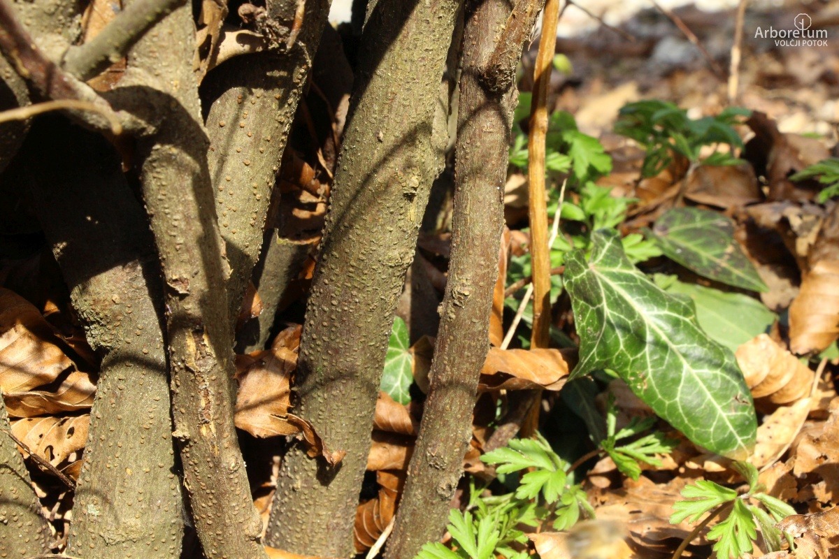 B-2-40_Spiraea × vanhouttei_d4