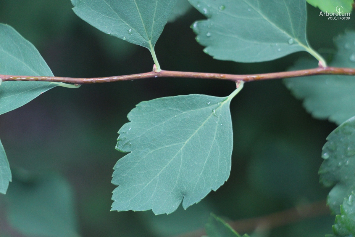 B-2-40_Spiraea × vanhouttei_l