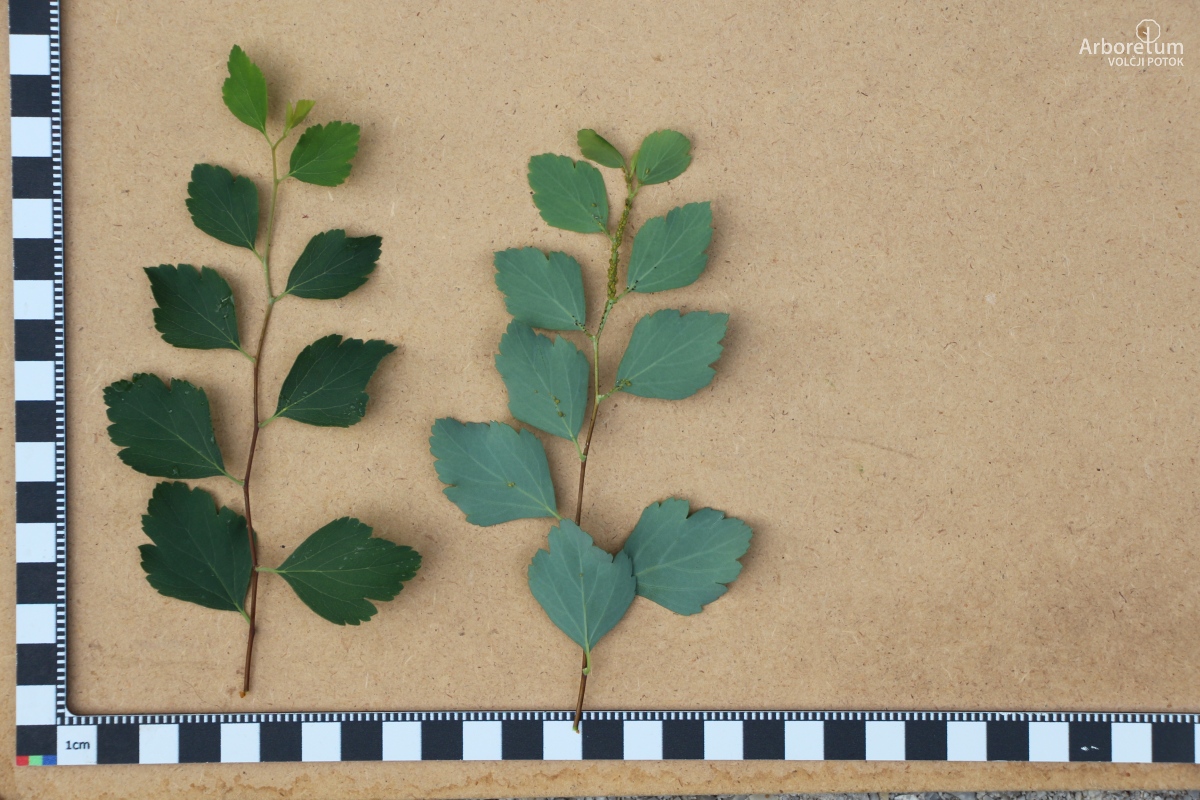B-2-40_Spiraea × vanhouttei_l5