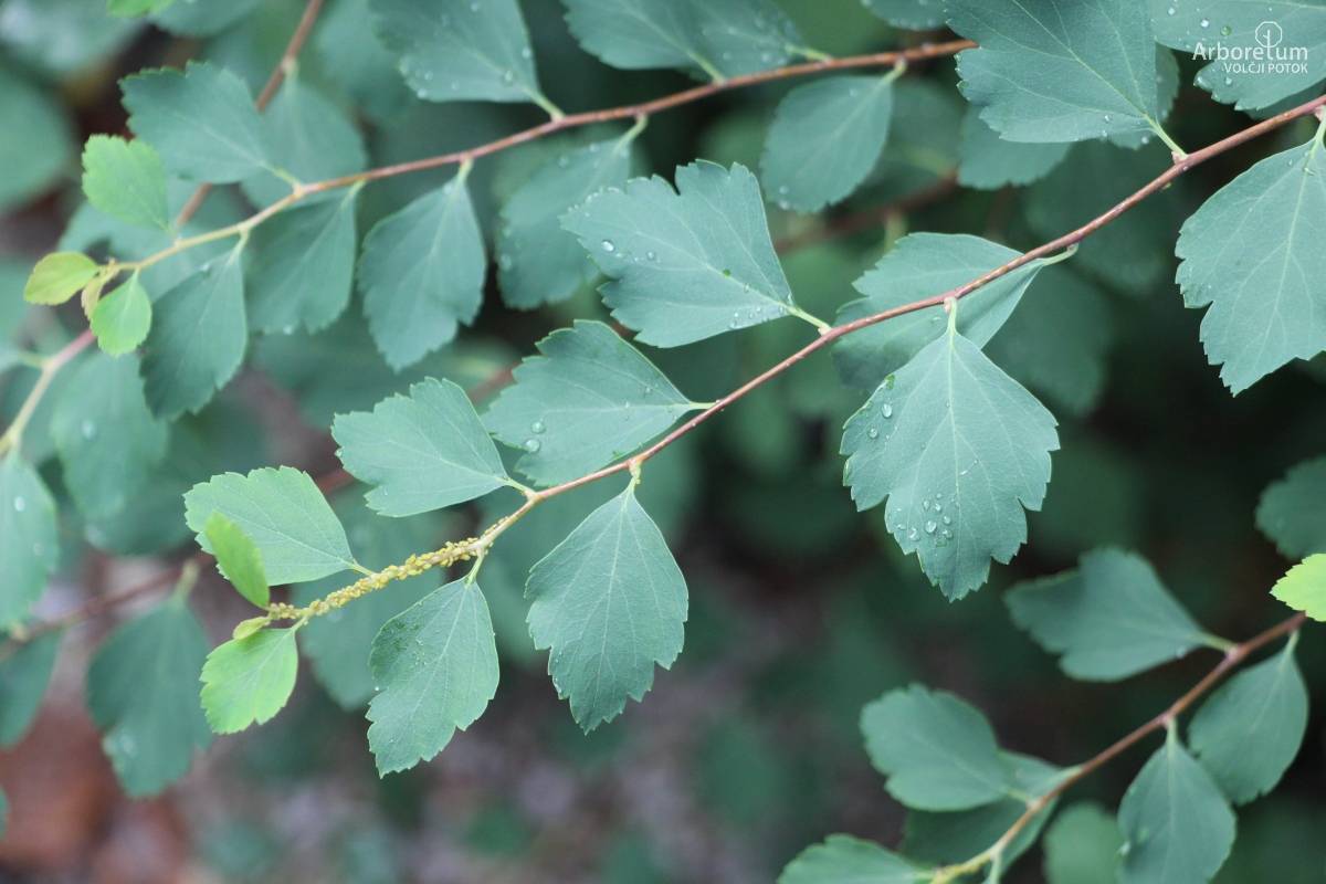 B-2-40_Spiraea × vanhouttei_v