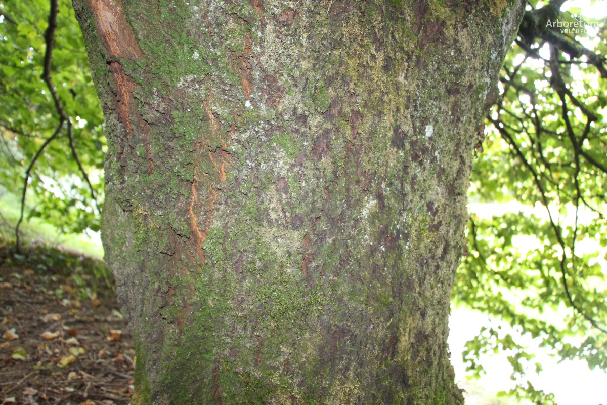 B-3-20_Tilia platyphyllos ‘Compacta’_d